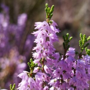 Brecina - Calluna vulgaris