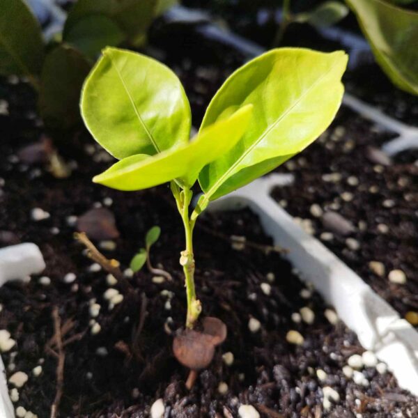 Naranjo resistente a heladas - Citrus sinensis