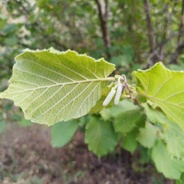 Avellano - Corylus avellana