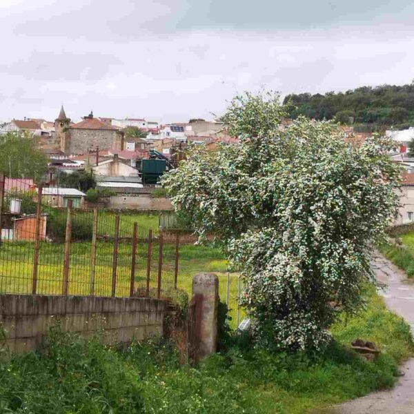 Majuelo - Crataegus monogyna