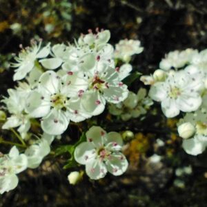 Majuelo - Crataegus monogyna