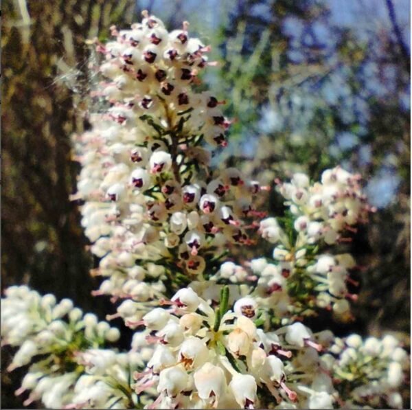 Brezo blanco - Erica arborea