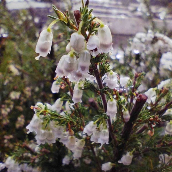 Brezo blanco - Erica arborea