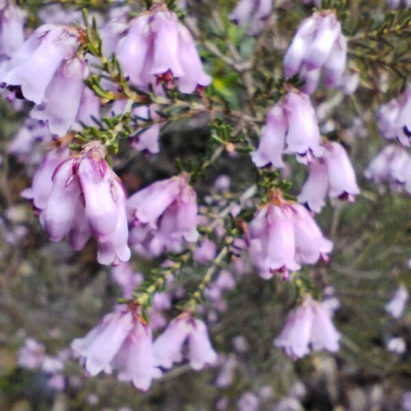 Brezo colorado - Erica australis