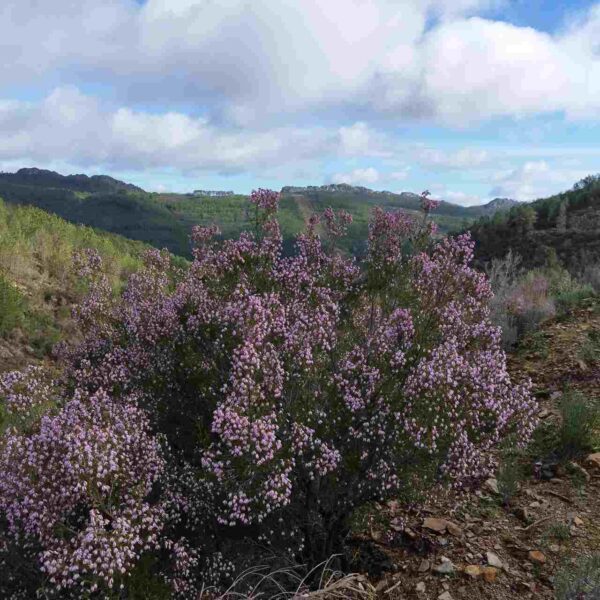 Brezo colorado - Erica australis