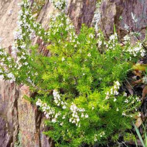 Brezo portugués - Erica lusitanica