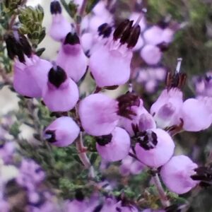 Quirola - Erica umbellata