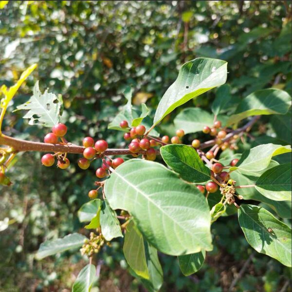 Arraclán - Frangula alnus