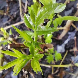 Fresno de hoja estrecha - Fraxinus angustifolia