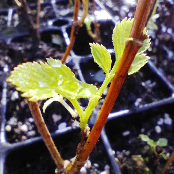 Fresno de hoja estrecha - Fraxinus angustifolia