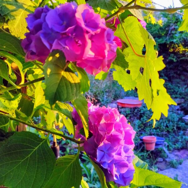 Hortensia - Hydrangea macrophylla