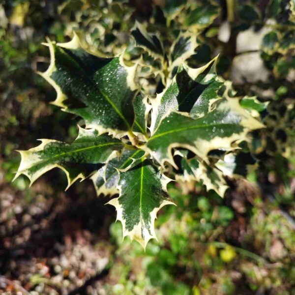 Acebo - Ilex Aquifolium