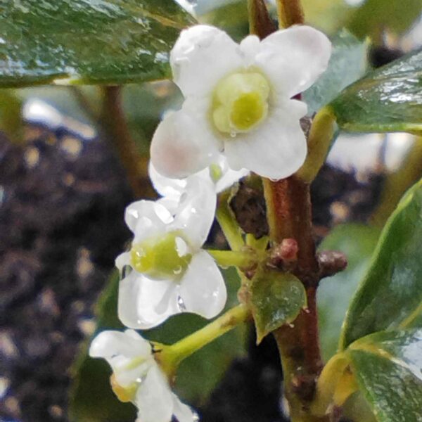 Acebo - Ilex Aquifolium