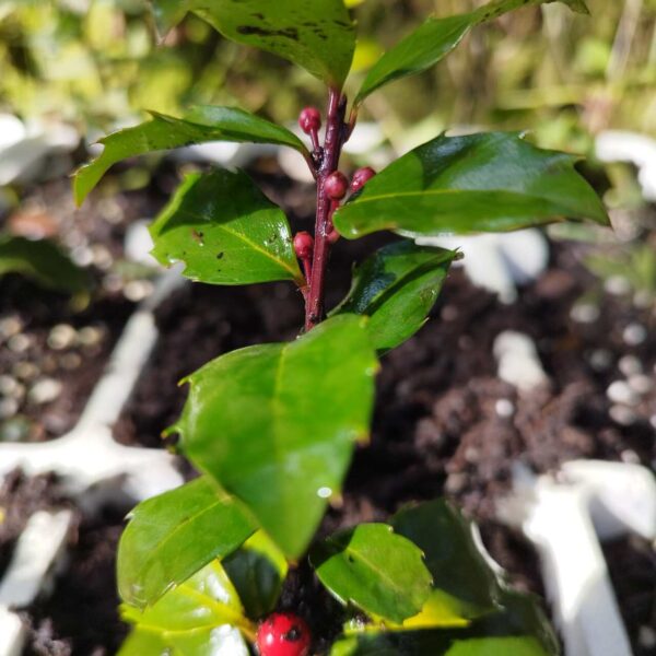 Acebo - Ilex Aquifolium