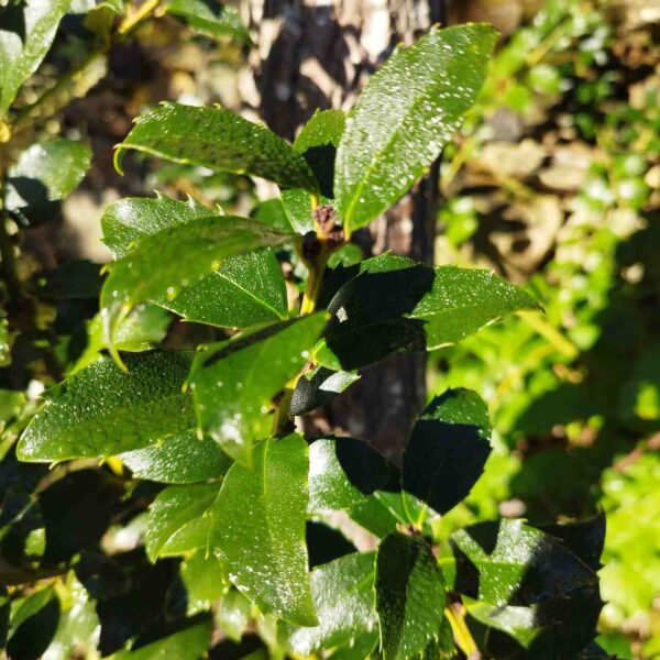 Acebo - Ilex Aquifolium