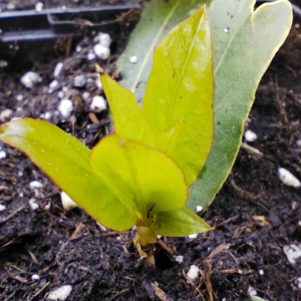 Laurel - Laurus nobilis