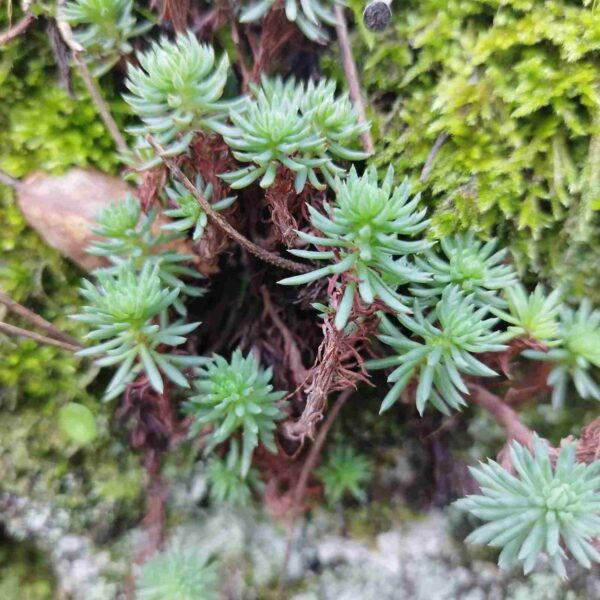 Hierba Sanjuanera - Petrosedum forsterianum