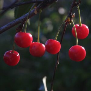 Guindo - Prunus cerasus