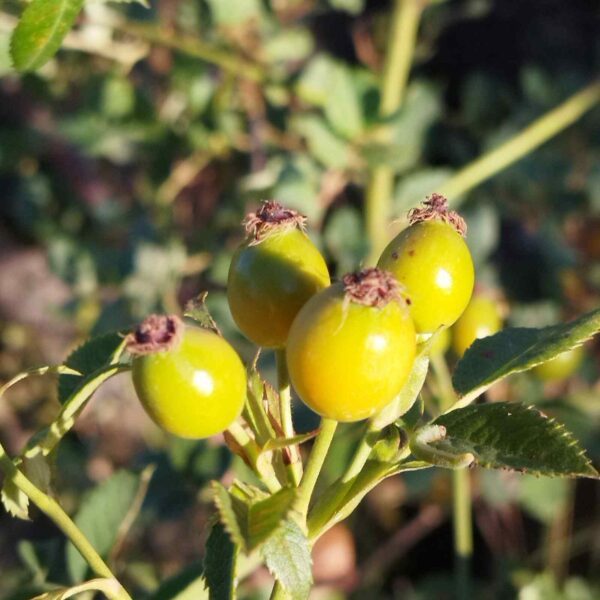 Rosa silvestre - Rosa canina