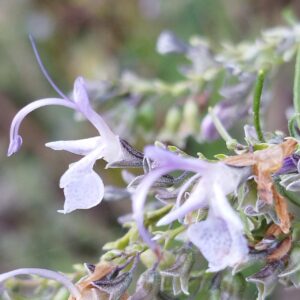 Romero - Salvia rosmarinus