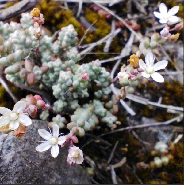 Arrocillo de los muros - Sedum brevifolium