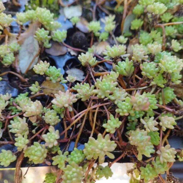 Sedo - Sedum hirsutum